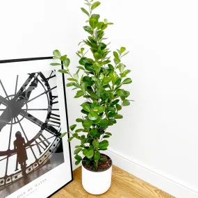 100 - 130cm Ficus Microcarpa Moclame 3 Stem Rubber Plant  21cm Pot House Plant