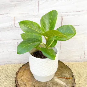 20 - 40cm Ficus Altissima Rubber Plant 11cm Pot House Plant