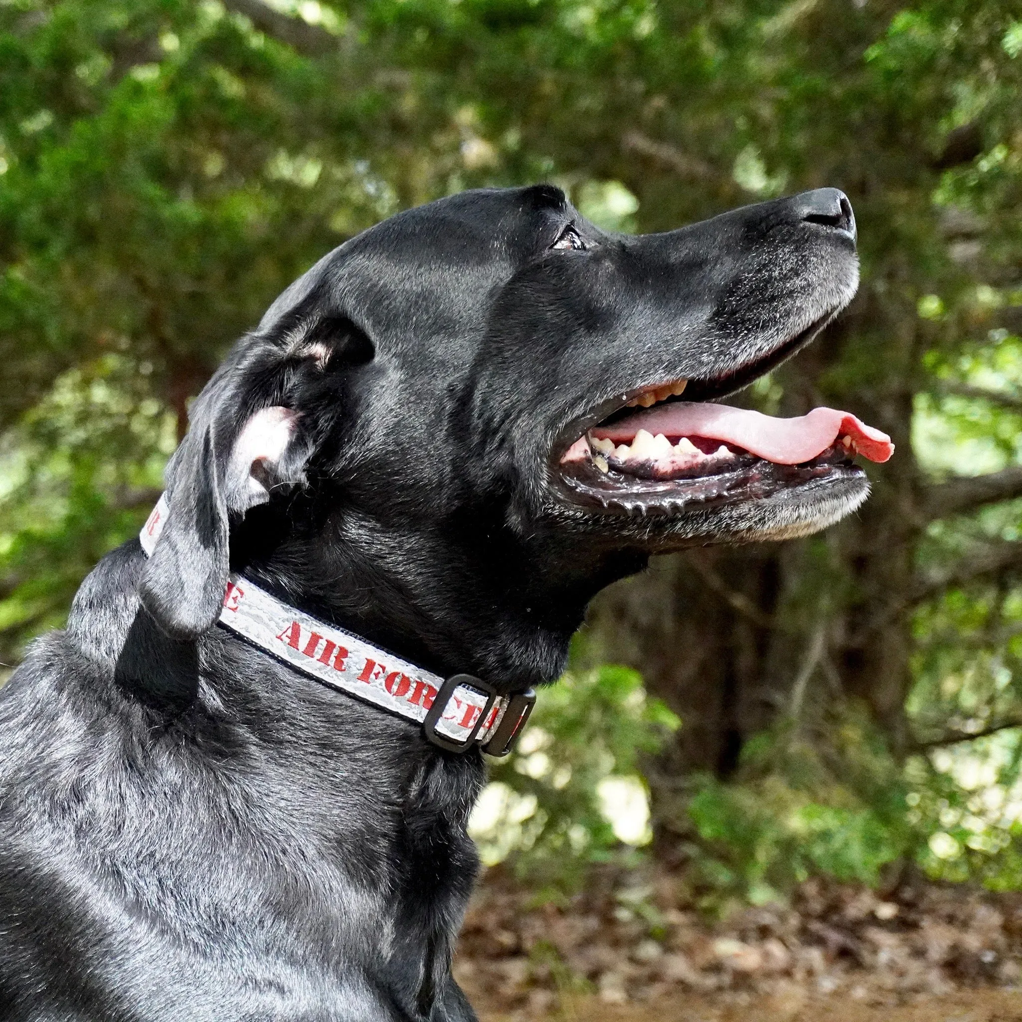 Air Force Dog Collar